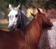 Ковка и болезни копыт лошадей